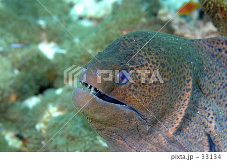 魚 ウツボ 顔 灰色の写真素材