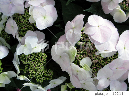 スプリングエンジェル 冬紫陽花の写真素材
