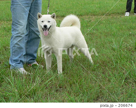 白色 犬 北海道犬 ソフトバンクの写真素材