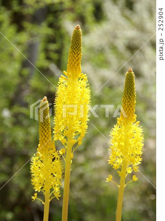 ブルビネラ 黄色花の写真素材