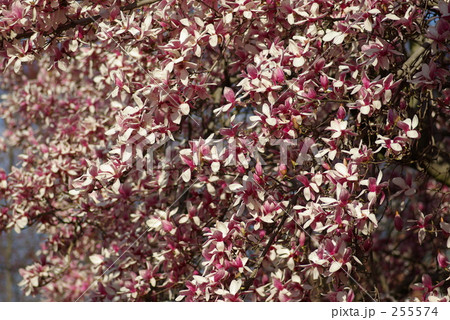 木蓮 樹木 ４月 北米の写真素材