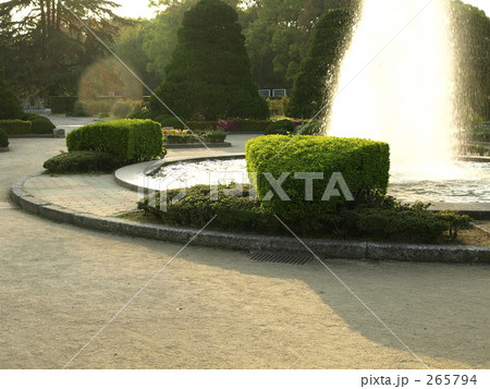 ひかり 懐かしい 植物園 背景の写真素材