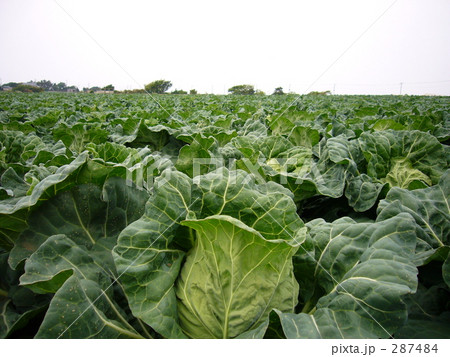 キャベツ 緑黄色野菜 緑 近景の写真素材