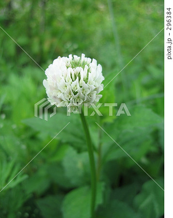 山に咲く花 草原に咲く花 花 山野草 白い花 ５月の花 縦位置の写真素材