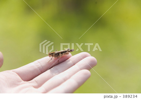 バッタ 手 手のひら 昆虫の写真素材 - PIXTA