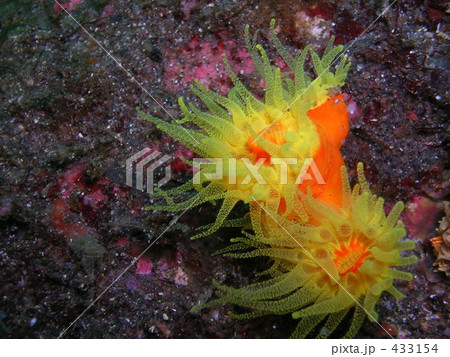 イソギンチャク 黄色 オレンジ色 水中 海底の写真素材