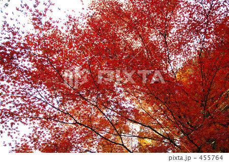 切ない 昼 もみじ 綺麗の写真素材