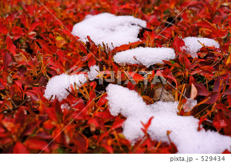 紅葉 ツツジ 赤い葉 つつじの写真素材