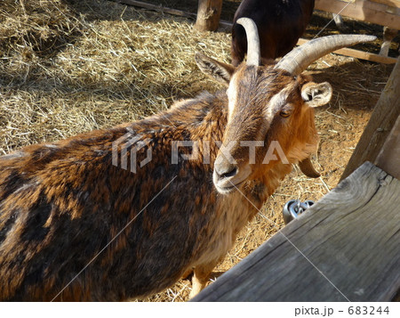 やぎ 山羊 ヌビアン ヤギの写真素材