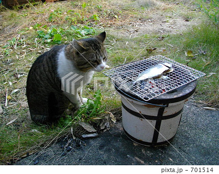 焼魚 猫 魚 七輪の写真素材