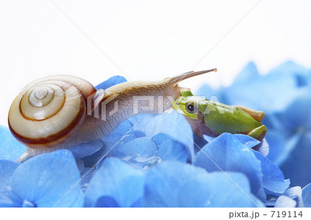 カエル着ぐるみBABY♡カタツムリ.紫陽花