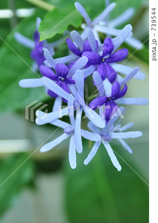 ペトレア ウォルビリスの写真素材