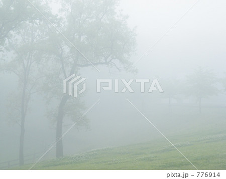 霧 木立 霧中 木の写真素材 - PIXTA
