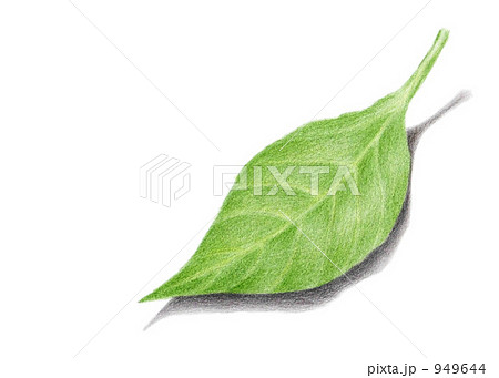 木の葉 葉 色鉛筆画 イラストレーションのイラスト素材