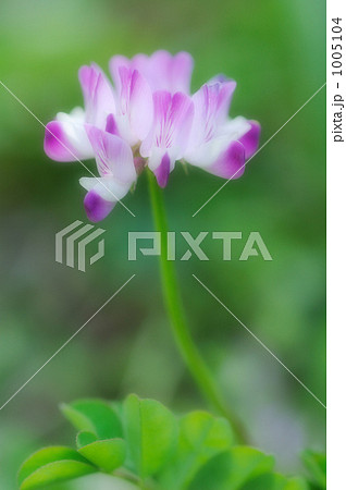 白い蓮華草 白い花の写真素材 - PIXTA