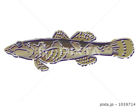 淡水魚 川魚 どんこ イラストの写真素材