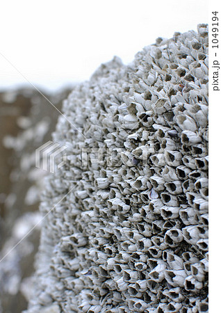 フジツボの写真素材