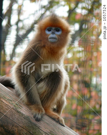 キンシコウの写真素材