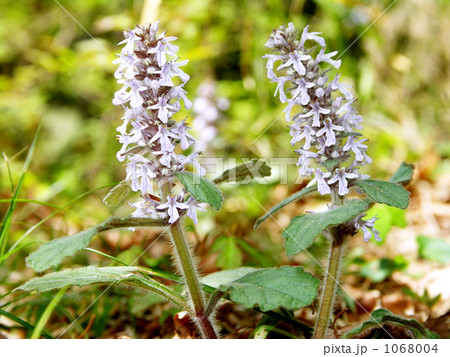十二単 ジュウニヒトエ 花 植物の写真素材 - PIXTA 十二単 ジュウニヒトエ 花 植物の写真素材 - PIXTA