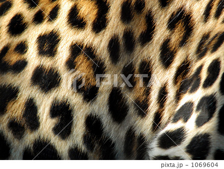 ひょう柄の写真素材 - PIXTA