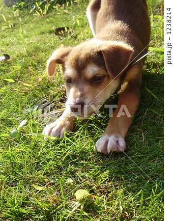 子犬 犬 伸び 雑種の写真素材