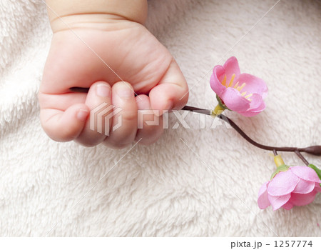 手 桃の花 握るの写真素材