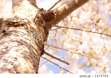 桜の幹の写真素材