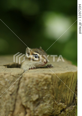 小動物 シマリス かわいい 赤ちゃんの写真素材