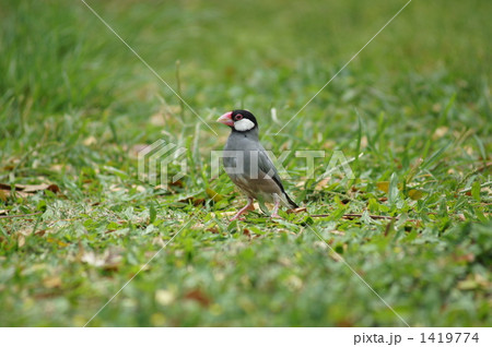 サクラ文鳥 ハワイの写真素材