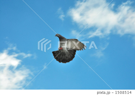 鳩 灰色の写真素材 - PIXTA