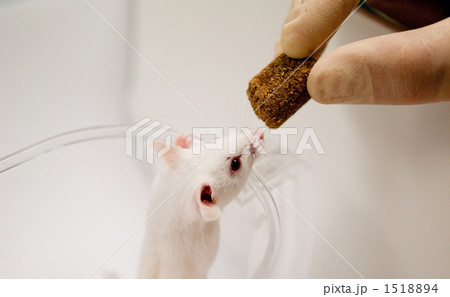 実験用マウス 実験動物 実験 動物の写真素材