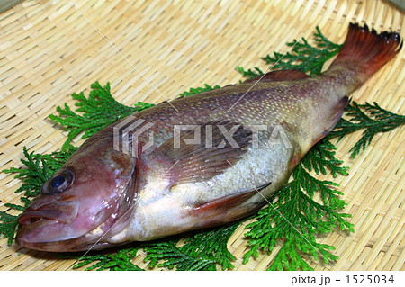 エゾメバル ガヤ 魚 ヒバの写真素材