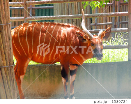 動物 ボンゴ 東山動植物園 角の写真素材