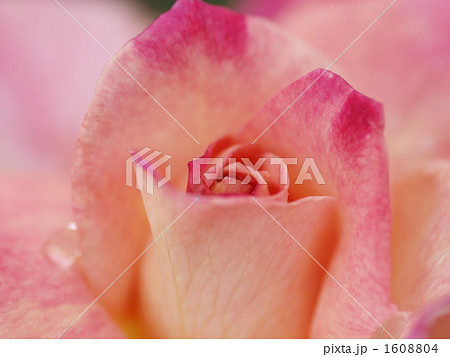 薔薇 アブラカタブラ 植物 花の写真素材