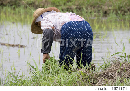 働く人 農婦の写真素材 - PIXTA