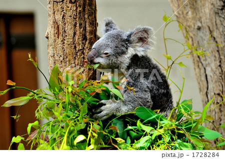 コアラ おとなしい 動物 かわいいの写真素材