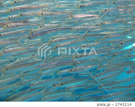 魚 群れ 魚群 イワシの写真素材