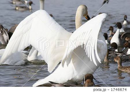 欄間、白鳥2羽 天然の白鳥の羽。分離。写真素材122389975 | Shutterstock