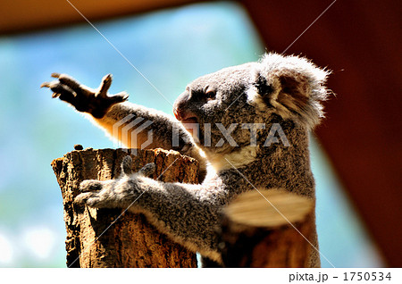 コアラ おとなしい 動物 かわいいの写真素材