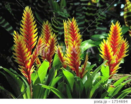 フリーシア 植物 花 熱帯植物の写真素材