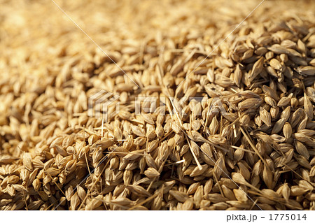 麦 実 六条大麦 籾の写真素材