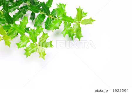 姫ヒイラギの写真素材
