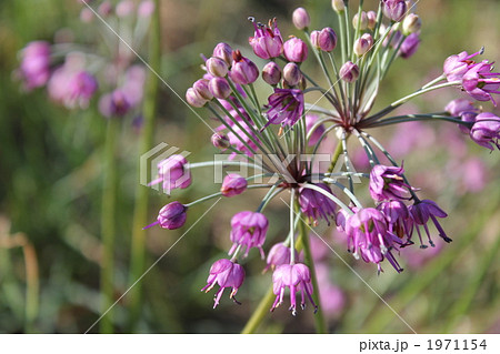 らっきょうの花の写真素材