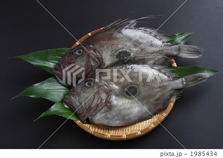 バトウ 冬の魚 マトウダイの写真素材