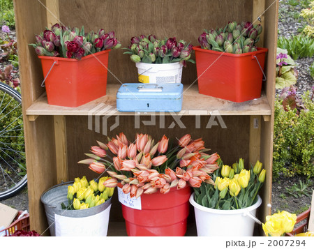 チューリップ売り 花農家の写真素材