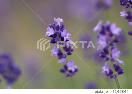 ポルトガルの国花の写真素材