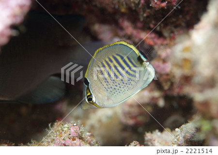 シチセンチョウチョウウオの幼魚の写真素材