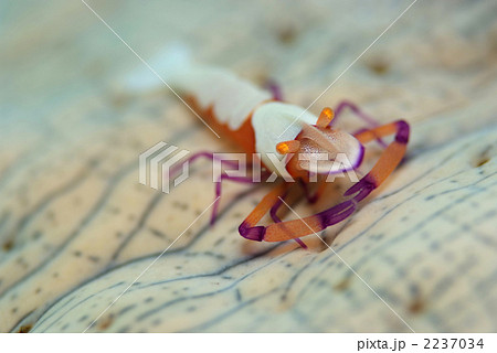 ウルトラマンエビの写真素材