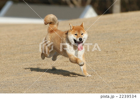 柴犬 犬 1匹 疾走の写真素材