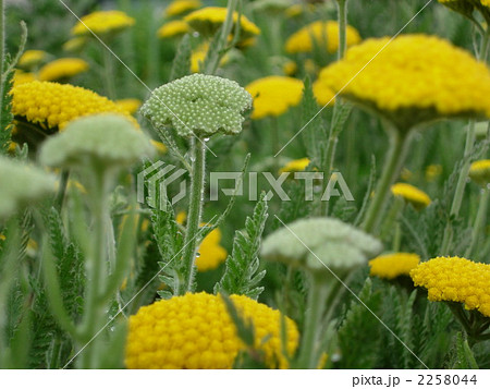 ヤロー 植物の写真素材